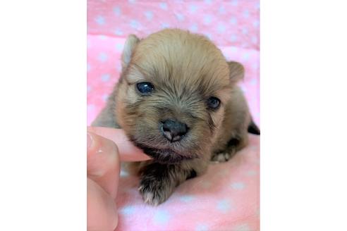 成約済の千葉県のポメラニアン-127859の3枚目